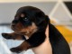 Je donner chiot Rottweiler disponible 