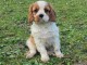 Chiot cavalier King Charles a adopté 