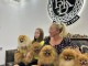 Chiots Spitz Pomeranien