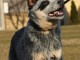 Chiots Australian Cattle Dog