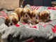 Chiot cavalier king charle disponible pour l