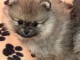 Chiot spitz allemand disponible 