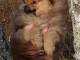 chiot spitz allemand femelle disponible 