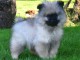 Chiot spitz allemand disponible 