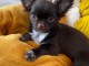 Je donner chiot chihuahua disponible 