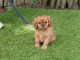 Chiots cavalier king charle disponible 