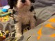 Chiot cavalier king charle femelle disponible 