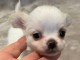 Adoption chiot chihuahua disponible 