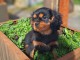 chiot cavalier king charle mâle 