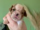 Adoption chiot cavalier king charle disponible 