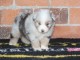 Magnifique chiot berger australien disponible 