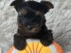 chiot York disponible pour adoption 