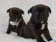 Chiots Staffordshire Bull Terrier disponible 