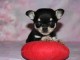 chiot chihuahua femelle disponible 