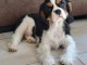 Chiot cavalier king charle disponible 