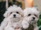 Chiots bichon maltais à adopter 