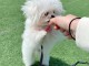 Adoption chiot bichon maltais 