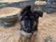 Chiots berger allemand pour adoption 