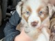 Adoption chiot berger australien 