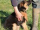 Dons chiot berger allemand disponible 