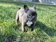 chiot bouledogue français à adopter 