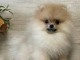 chiot spitz allemand disponible 