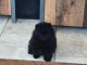 Chiot spitz allemand disponible 