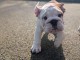 Chiot bouledogue anglais disponible 