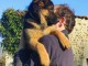 Je donner chiot berger allemand disponible 