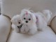 Adorable chiot bichon maltais disponible 