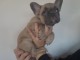 chiot bouledogue français disponible 