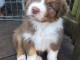 chiot berger australien disponible 