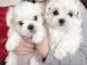 Magnifique chiot bichon maltais disponible 