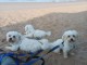 Je donner chiot bichon maltais disponible de suite 