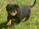 adorable chiot rottweiler à donner 