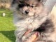 chiot spitz allemand disponible pour adoption 