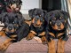 Adoption chiot rottweiler disponible 