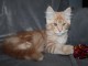 Je chatons main coon disponible 