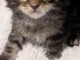 Je donner chatons main coon femelle disponible 