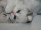 Chatons ragdoll pour adoption 