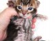 Adorable chaton Bengal disponible 