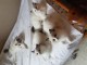 chatons ragdoll disponible pour adoption 