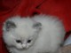 Adoption chatons ragdoll disponible 