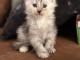 Adoption chatons maine coon disponible 