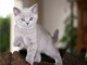 Chatons chartreux disponible pour adoption 