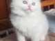 Chatons ragdoll disponible pour adoption 