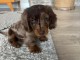 Je donner chiot teckel disponible 