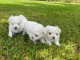 Je donner chiot bichon maltais disponible 