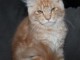 Adoption chatons maine coon disponible 