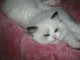 Dons chatons ragdoll disponible 